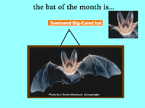 the Bat of the Month is...