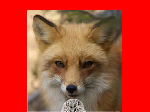 Fox Quiz