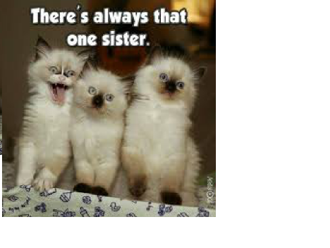 Funny Kittens remix