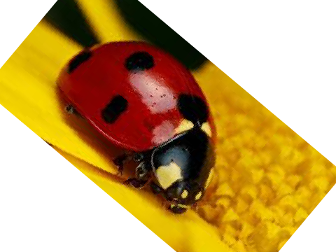 i found a ladybug today
