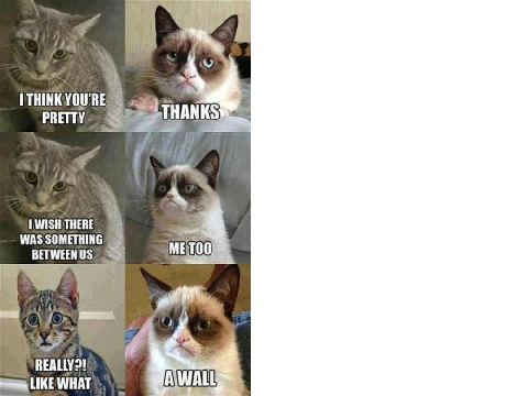Funny Cats!!!