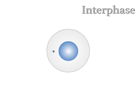 Mitosis Model