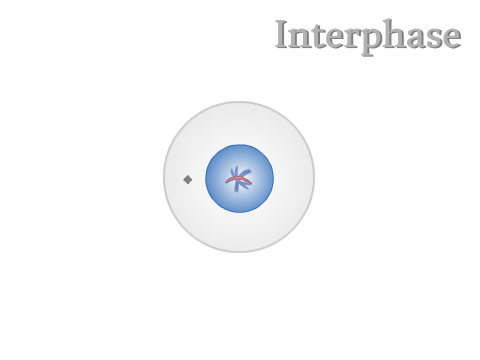 Mitosis Model 2