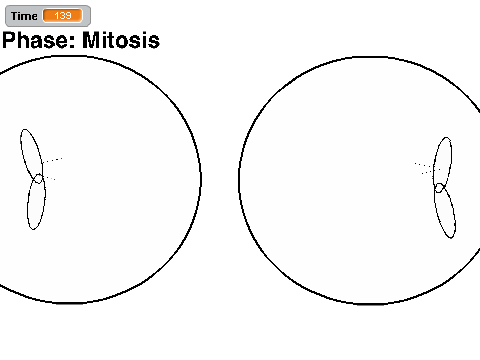 Cell Cycle