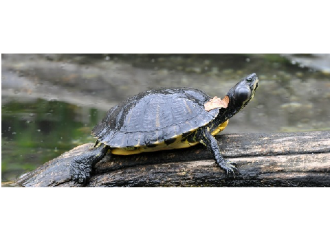 turtle