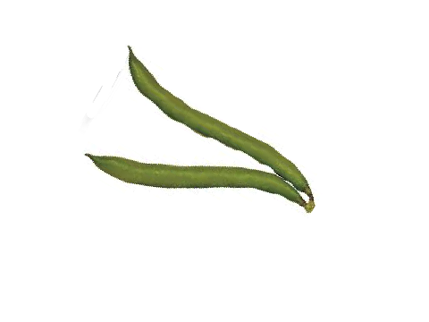 Green Bean Star
