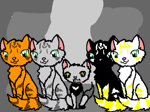 med cat photo