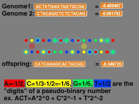 The Number Genome