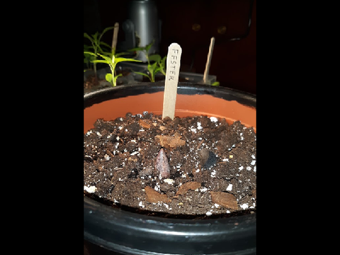 watch fester blast out a giant compound leaf