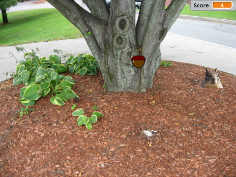 Feed the Squirrels!