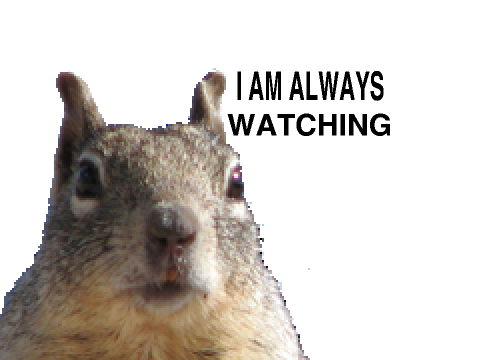 the squirell