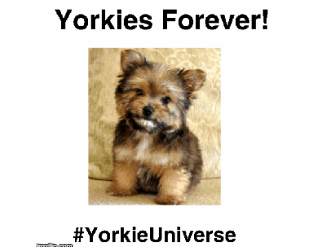 Yorkie's Logo Contest Entery