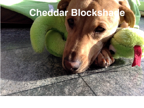 My Dog Cheddar—BLOCKSHADE