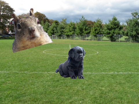 When a dog sees a Squirrel