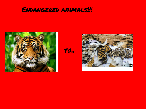 Endangered animals remix
