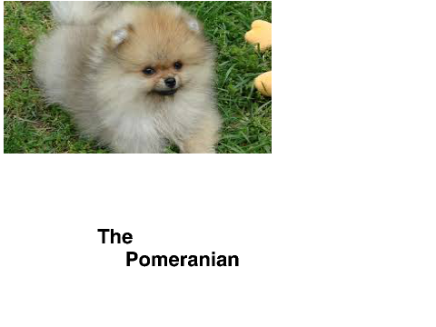 Pomeranians (Its not done yet)