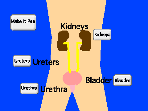 Excretory System (For School Project)