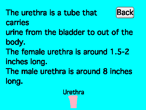 Excretory System (For School Project) With Narration
