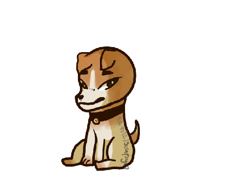 jack russell 