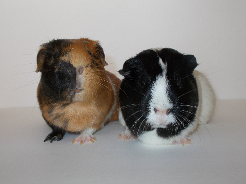 2017 Guinea Pig Pigtures