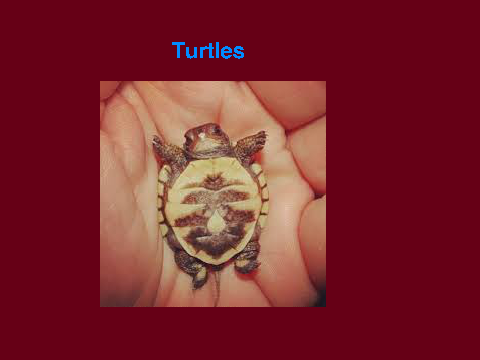 SAVE THE TURTLES <3
