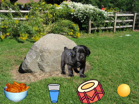 My Pet Dog