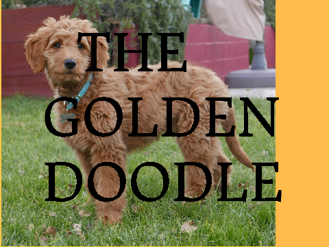 The Goldendoodle (Science Project)