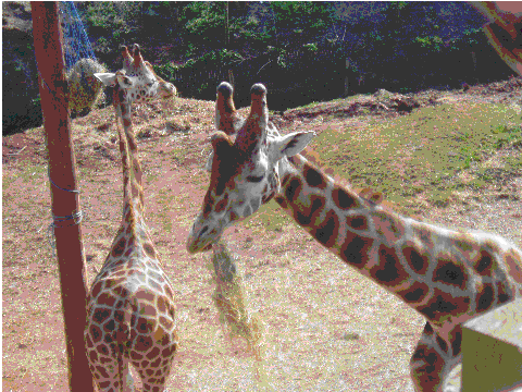 bouncer giraffe