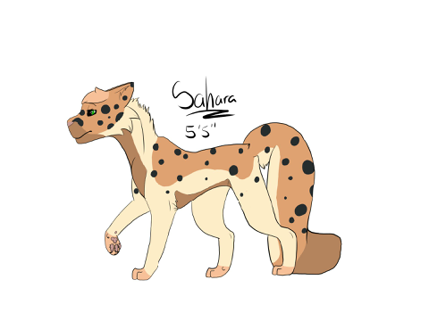 Sahara