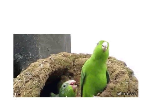 BatBird Begins