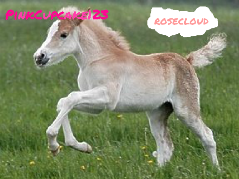 Sign here if you like animals! remix