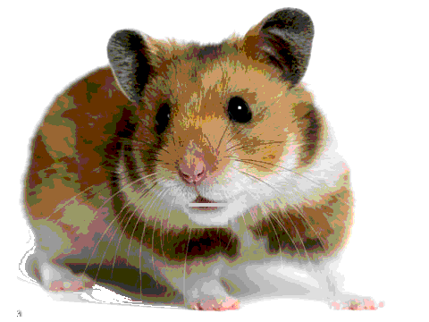 Hamster