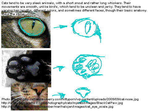 Common Mammal Anatomy
