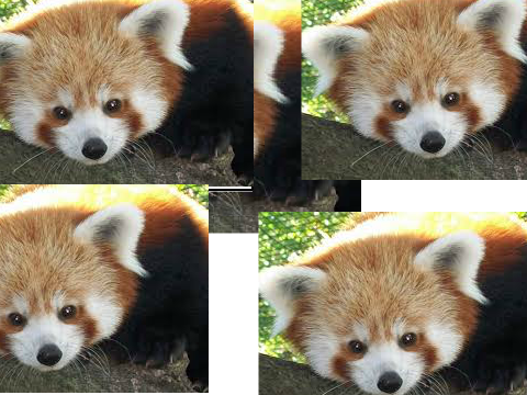 panda song listener