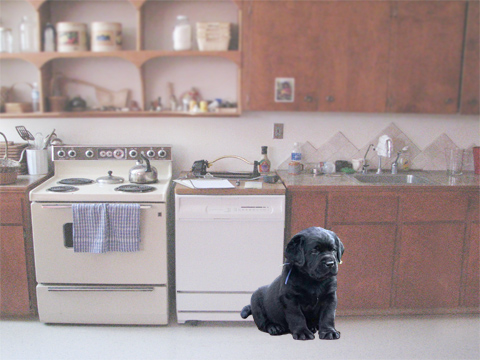 MON CHIEN PARTOUT!!!