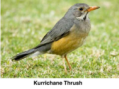 Relaxing African Bird Calls
