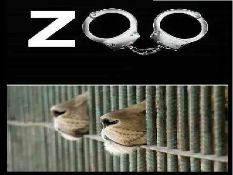 STOP ANIMAL ABUSING!!!!