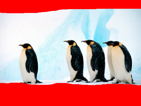 animaux !!!!!!!!!!!
