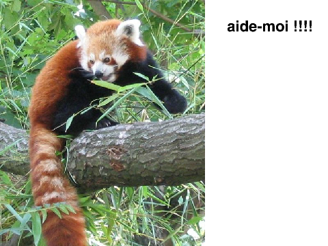 les animaux en voie de disparition. remix