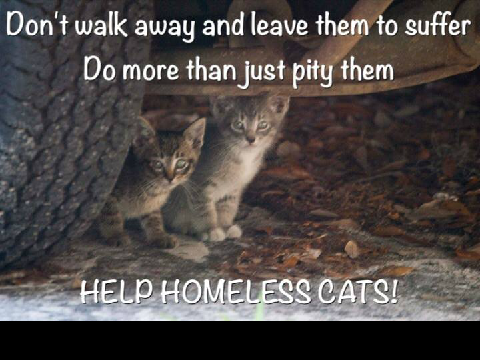 cats are being dumped  REMIX IF YOU WOULD HELP remix
