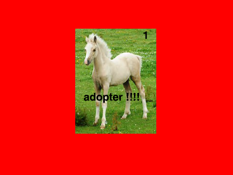 adopte des chevaux !