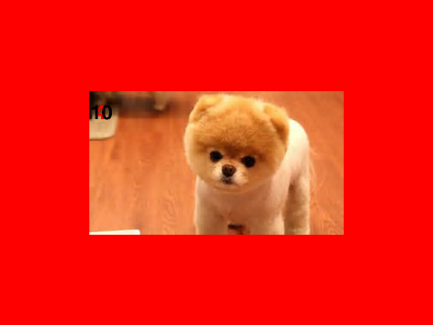 choisis un chiot !