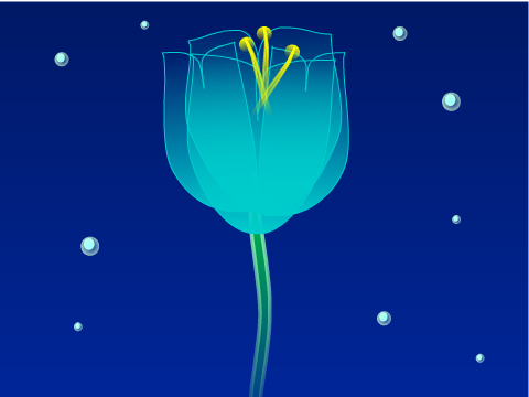 NIGHT FLOWER