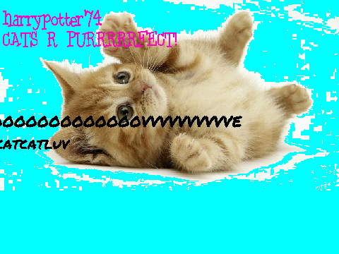 SIGN IF YOU LOVE CATS!!!! remix