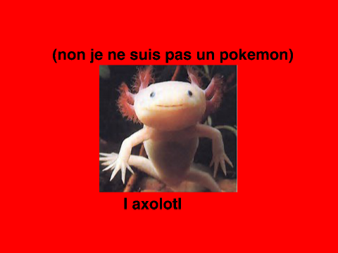 animaux peu connu