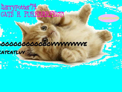 SIGN IF YOU LOVE CATS!!!! remix remix