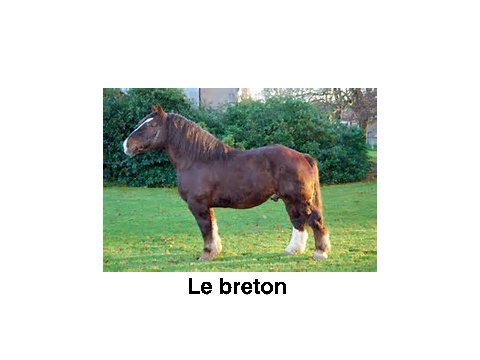 CHEVAUX DE TRAIT