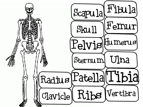 Human Skeleton Test Prep