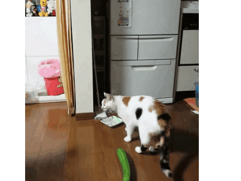 cat