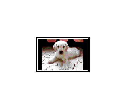 {SynOS7} Puppy Slide Show